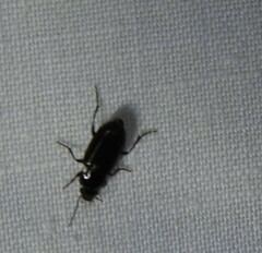 Selenophorus