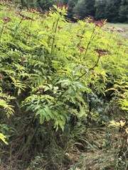 Sambucus ebulus
