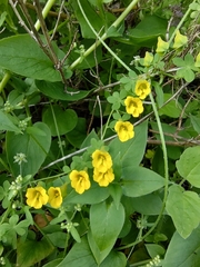Tropaeolum brachyceras