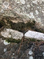 Grimmia