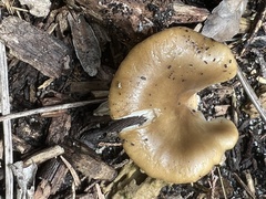 Hohenbuehelia petaloides