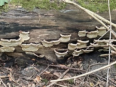 Ischnoderma resinosum