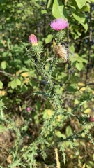 Carduus acanthoides