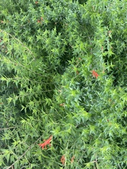 Anisacanthus