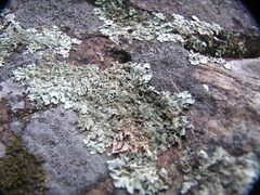 Parmelioideae