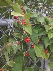Cocculus carolinus