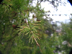 Larix decidua