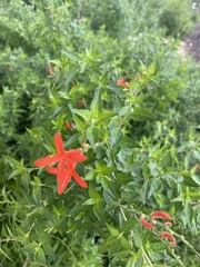 Anisacanthus