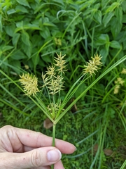 Cyperus esculentus
