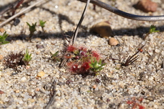 Drosera walyunga