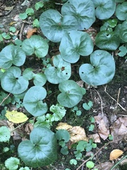 Asarum europaeum