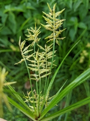 Cyperus esculentus