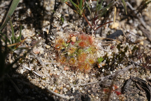 Drosera walyunga