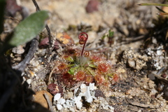 Drosera walyunga