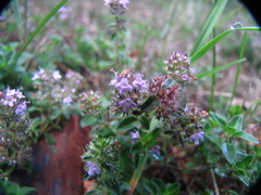 Thymus pulegioides
