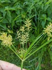 Cyperus esculentus