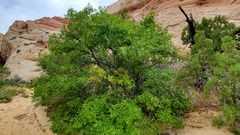 Quercus gambelii