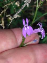 Lobelia urens