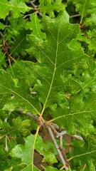 Quercus gambelii