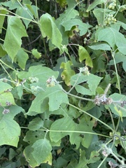 Polymnia canadensis