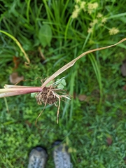 Cyperus esculentus