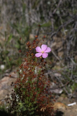 Drosera drummondii