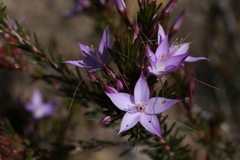 Calytrix glutinosa