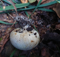 Lycoperdaceae