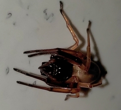 Trachelas tranquillus