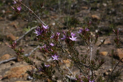 Calytrix glutinosa