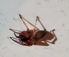 Trachelas tranquillus