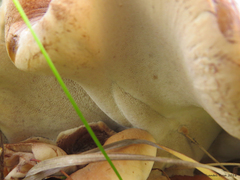 Ischnoderma resinosum