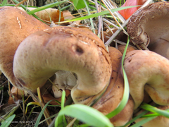 Ischnoderma resinosum