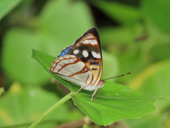 Dynamine colombiana