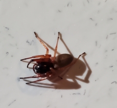 Trachelas tranquillus