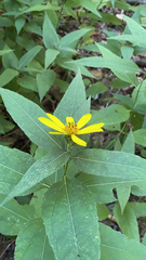 Helianthus divaricatus
