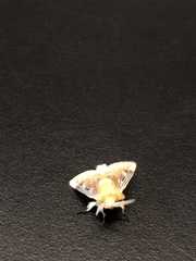 Megalopyge opercularis