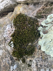 Ulota crispa