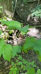 Ribes americanum