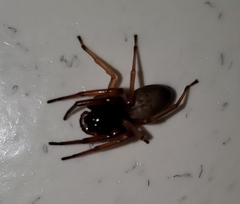 Trachelas tranquillus