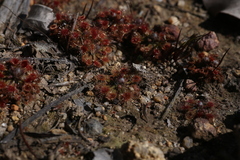 Drosera miniata