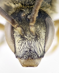 Halictus scabiosae