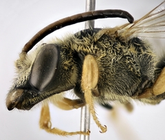 Halictus scabiosae