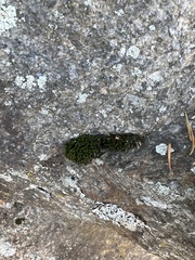 Ulota crispa