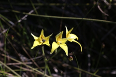 Caladenia flava flava