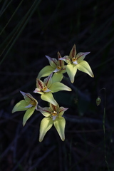 Caladenia flava flava