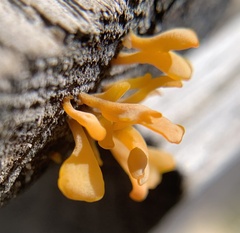 Dacrymyces spathularia