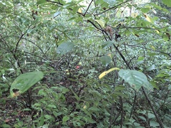 Lindera benzoin