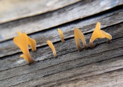 Dacrymyces spathularia