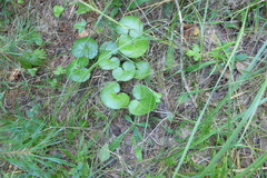 Asarum europaeum